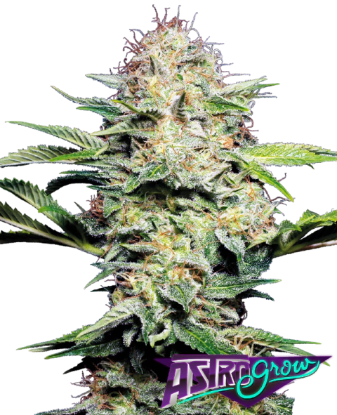 Sensi Skunk Auto x3 Sensi Seeds