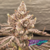 SF Budin (THC Fem) Satan&Co - comprar online