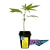 Plantin Purple Karma Billy Seeds
