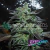 Strawberry Blue Early Harvest x3 World of Seeds