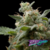 Fresh Candy Auto x4 Pyramid Seeds - comprar online