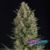 Wembley x4 Pyramid Seeds