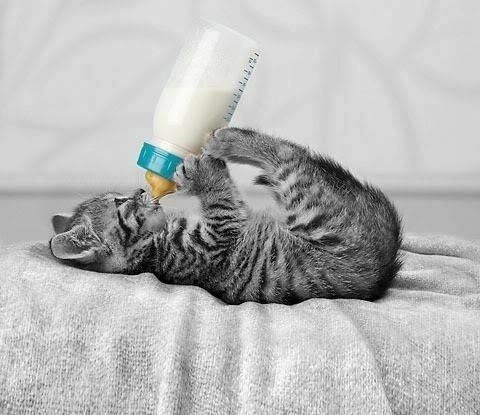 Banner de la categoría Leche Maternizada