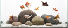 Banner de la categoría Alimento para Peces