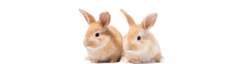 Banner de la categoría Alimento para Conejos