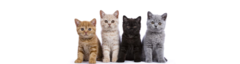 Banner de la categoría Alimento para Gatos