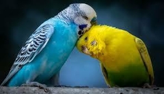 Banner de la categoría Aves
