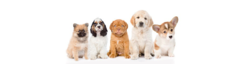 Banner de la categoría Alimento para Perros