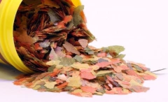 Alimento para Peces - Agua Fría