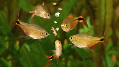 Alimento para Peces - Agua Fría - comprar online
