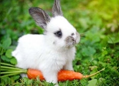 Alimento para Conejos - Conejina - comprar online