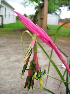 Billbergia nutans - comprar en línea