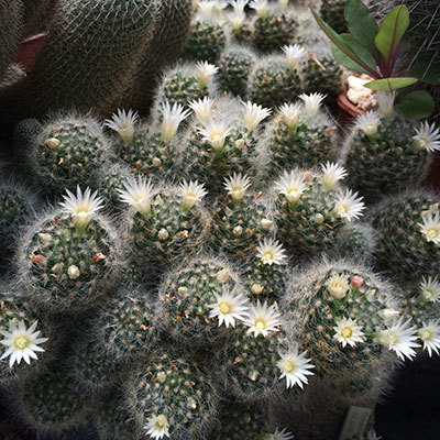 Mammillaria albicoma