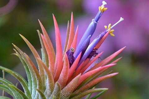 Tillandsia ionantha