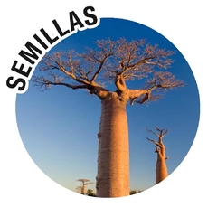 Semillas Adansonia digitata