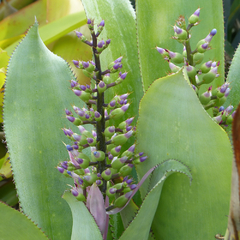 Aechmea matudae