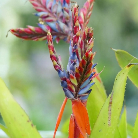 Semillas Aechmea tillandsioides