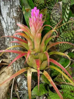Aechmea recurvata - Suculentas Dzityá