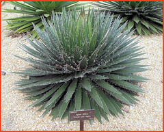 Agave filifera - tienda en línea