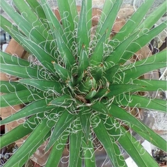 Agave filifera - comprar en línea