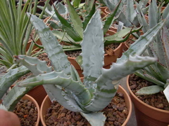 Agave kristenii - tienda en línea