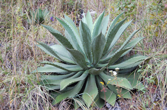 Agave seemaniana en internet