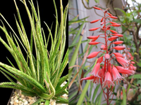 Aloe bellatula