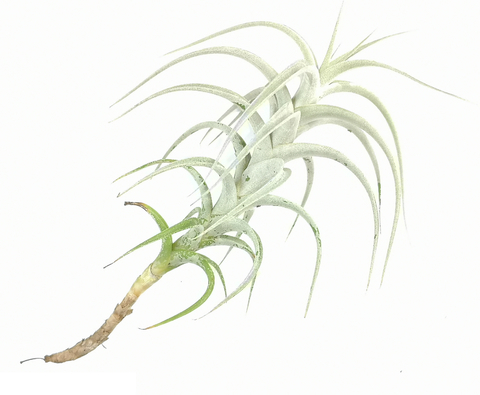 Tillandsia albida