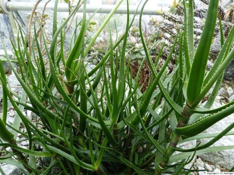 Aloe alfredii