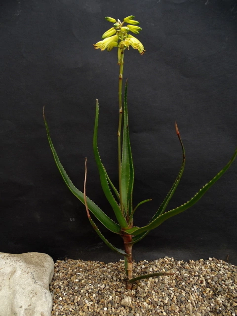 Aloe alfredii