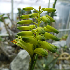Aloe alfredii