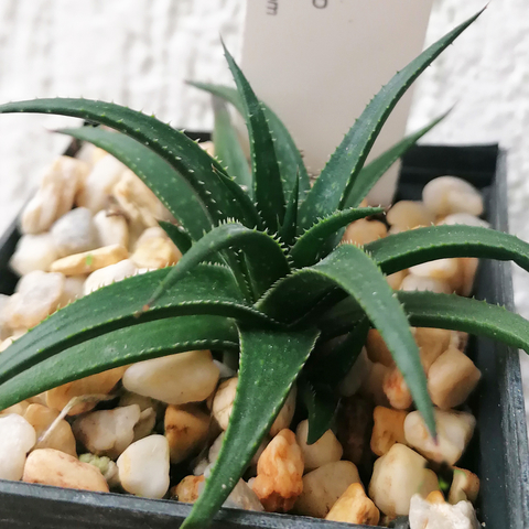 Aloe bolteau
