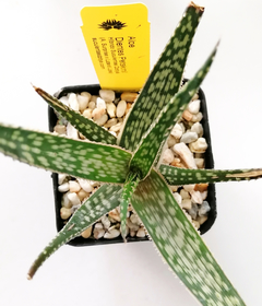 Aloe 'Petskinil' - comprar en línea