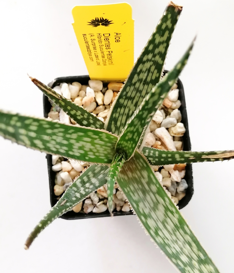 Aloe 'Petskinil'