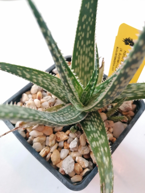 Aloe 'Petskinil'