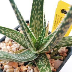 Aloe 'Petskinil'