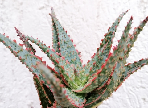 Aloe x Donnoik "No. 2"