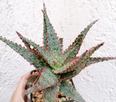 Aloe x Donnoik "No. 2" en internet
