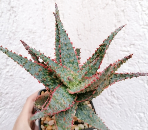 Aloe x Donnoik "No. 2"