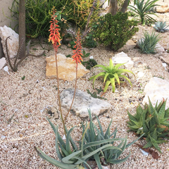 Aloe isaloensis