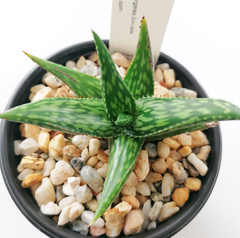 Aloe jucunda 'Clon #2' (Gaan Libah, Somalia) en internet