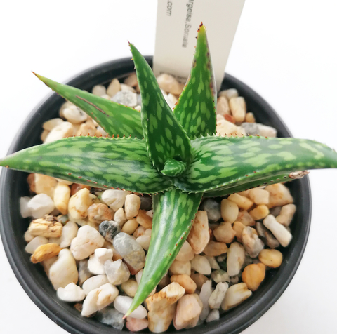Aloe jucunda 'Clon #2' (Gaan Libah, Somalia)