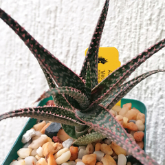 Aloe 'Mecha'
