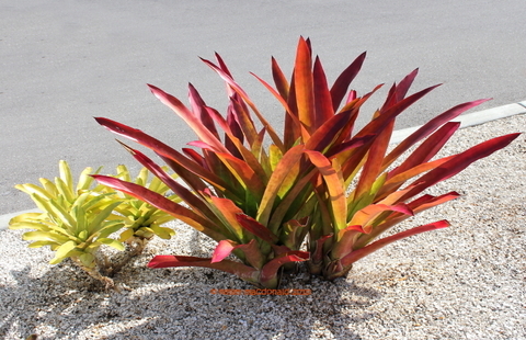 Androlepis skinneri