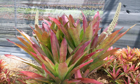 Androlepis skinneri