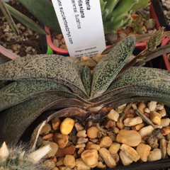 Gasteria baylissiana