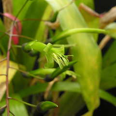Billbergia viridiflora