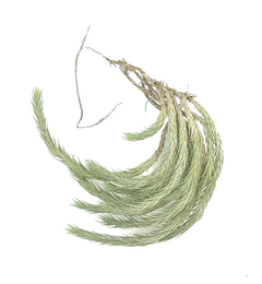 Tillandsia bryoides - comprar en línea