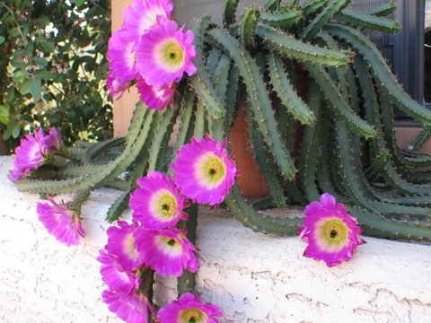 Echinocereus pentalophus