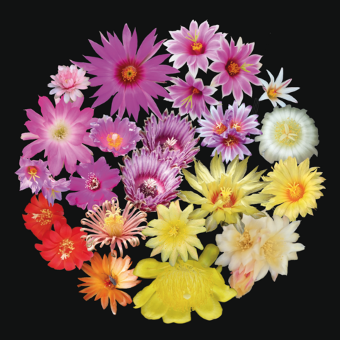Playera Flores de Cactus